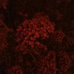 西欧乱伦喷精内射
